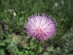 Carduus hamulosus