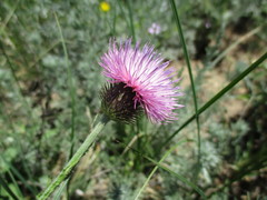 Carduus hamulosus