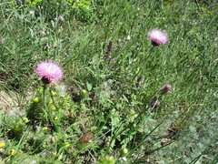 Carduus hamulosus