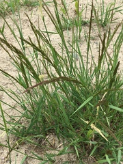 Agrostidinae