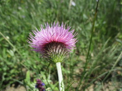 Carduus hamulosus