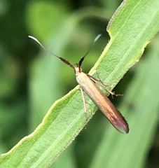 Coleophora mayrella