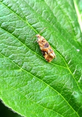 Lobesia virulenta