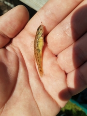 Etheostoma olmstedi