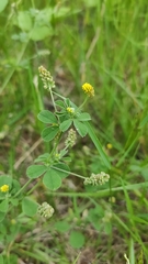 Medicago lupulina