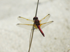Sympetrum madidum