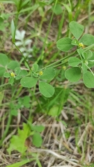 Medicago lupulina