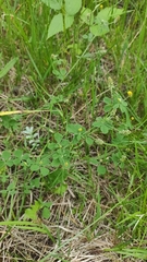 Medicago lupulina