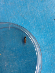 Allograpta obliqua