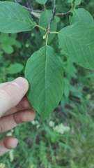 Frangula alnus