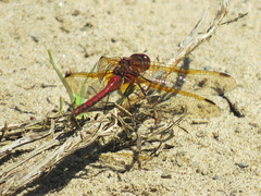 Sympetrum madidum