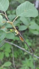 Frangula alnus