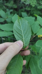 Frangula alnus