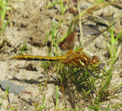 Sympetrum madidum