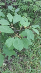 Frangula alnus