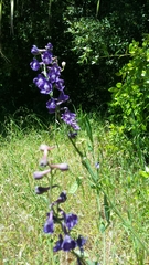 Delphinium variegatum