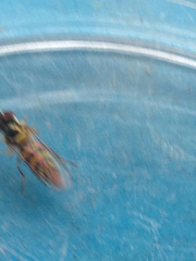 Allograpta obliqua