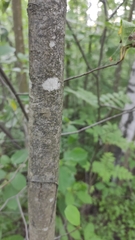 Frangula alnus