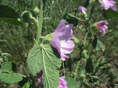 Alcea pallida