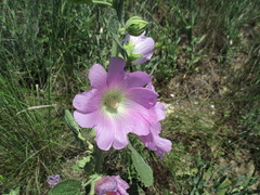 Alcea pallida