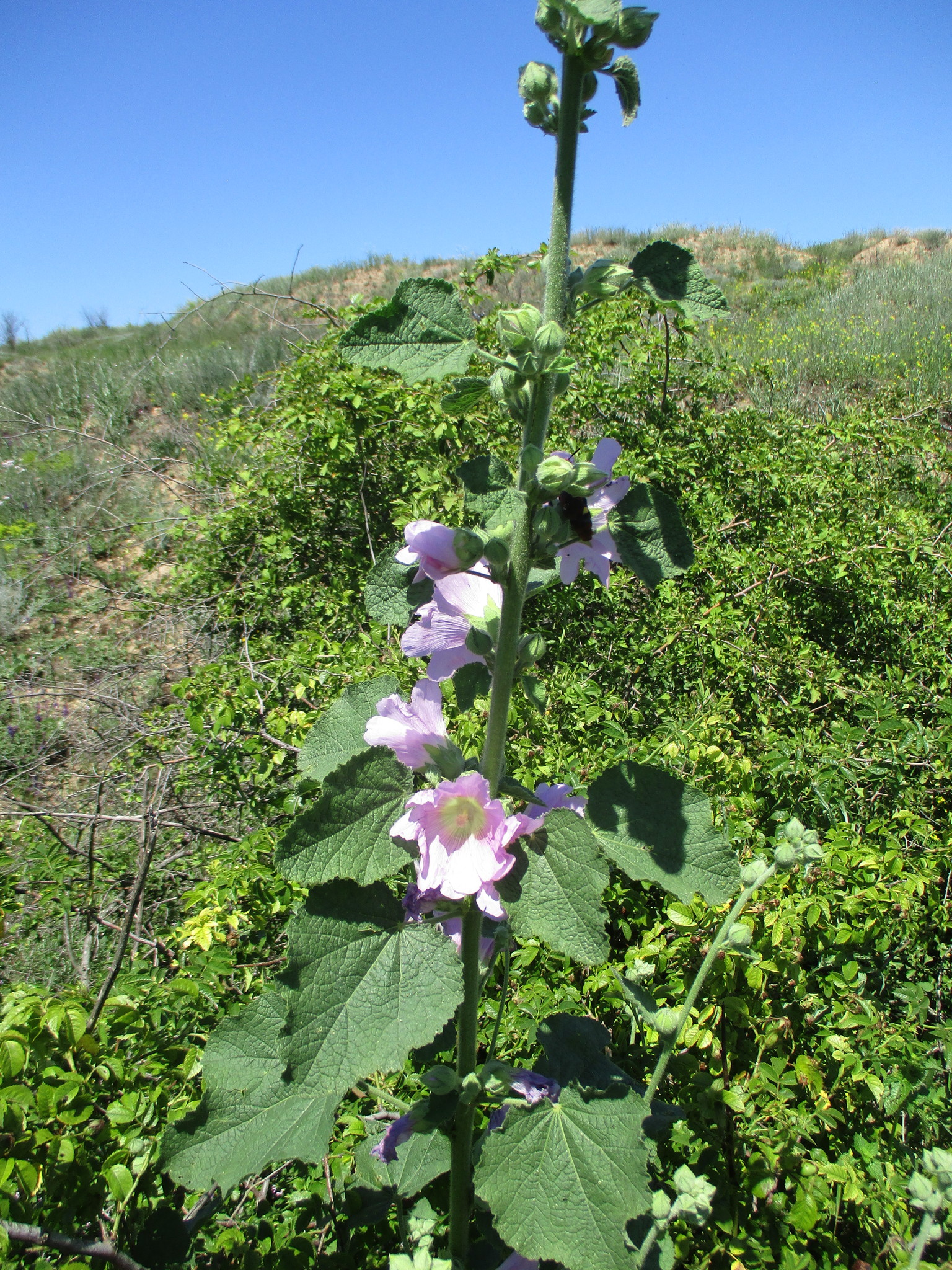 Hollyhock (Alcea rosea) · iNaturalist