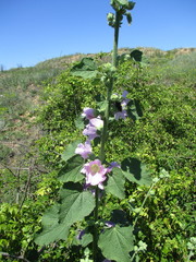 Alcea pallida