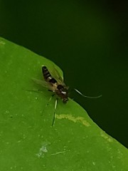 Cricotopus bicinctus