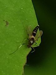 Cricotopus bicinctus