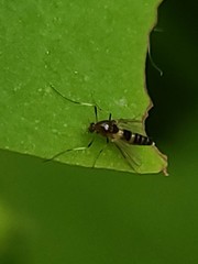 Cricotopus bicinctus