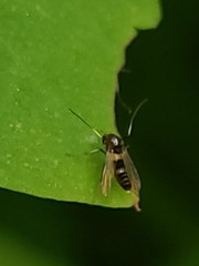 Cricotopus bicinctus