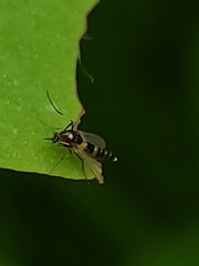 Cricotopus bicinctus