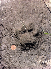Puma concolor couguar