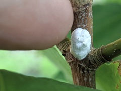 Neopulvinaria innumerabilis