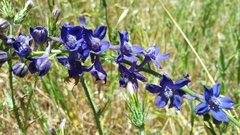 Delphinium variegatum