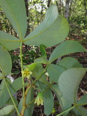 Manihot caerulescens
