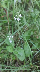 Veronica officinalis