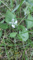 Veronica officinalis