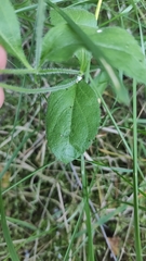 Veronica officinalis