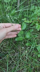 Veronica officinalis