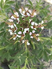 Polanisia dodecandra trachysperma
