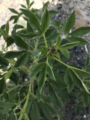 Polanisia dodecandra trachysperma