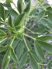 Polanisia dodecandra trachysperma