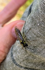 Tenthredo mesomela