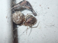 Theridion murarium