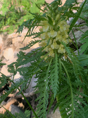 Pedicularis foliosa