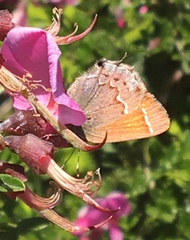 Callophrys muiri