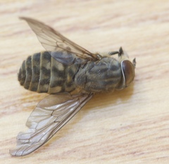 Tabanus bromius