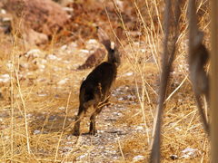 Lepus californicus insularis