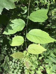 Celtis smallii