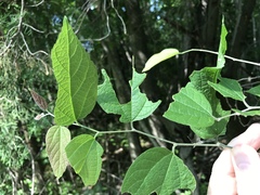 Celtis smallii